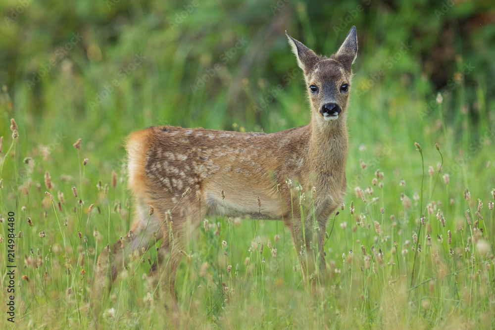little fawn of deer in a field 
