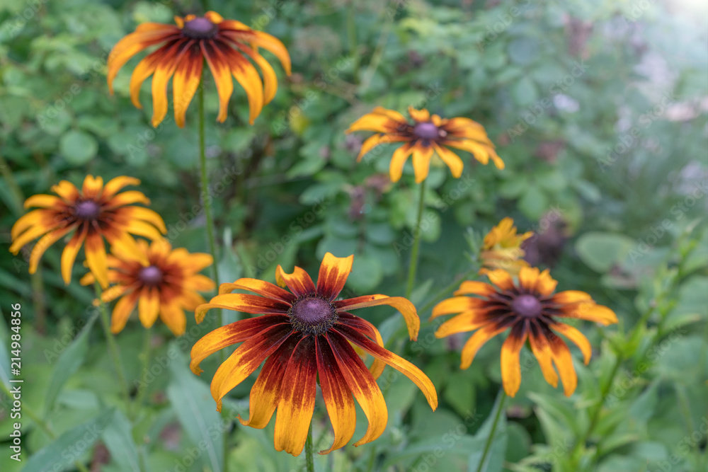 Golden rudbekia in the garden Golden rudbekia in the garden