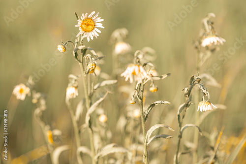 Camomile field background. Beautiful white flowers field texture. Belarus, Minsk. © ale_koziura