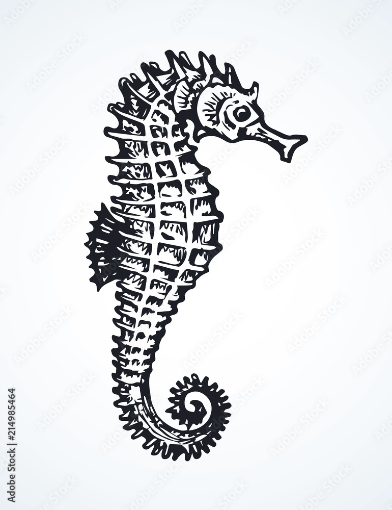 Fototapeta premium Sea Horse. Vector drawing
