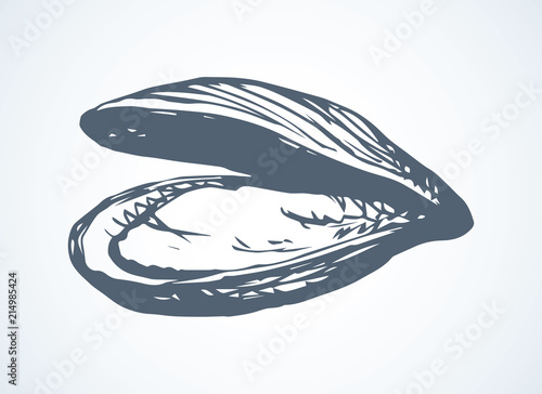 Oyster. Vector drawing