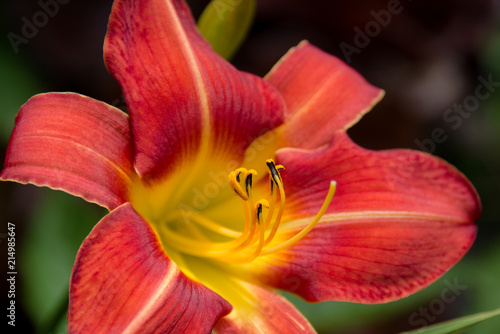 Red and Orange Lily