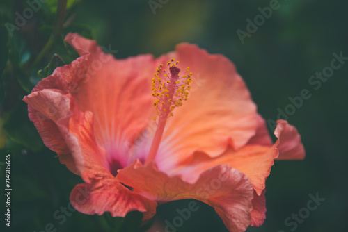 Orange Hibiscus Flower Close up