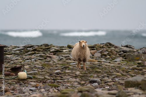 sheep on beach 2