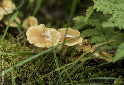 Mushroom, forest mushrooms, mushroom in the forest.