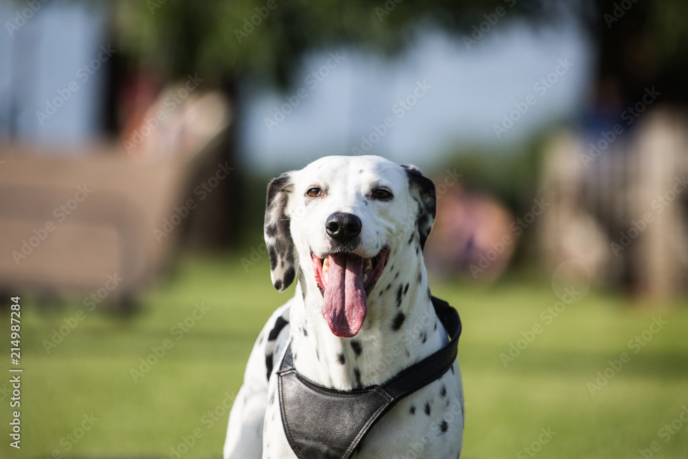 Portrait of a Dalmatian dog living in Belgium
