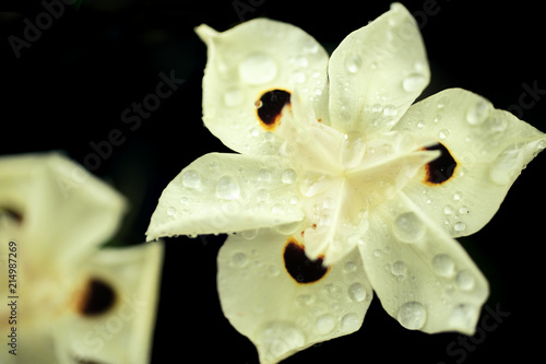 Fototapeta Naklejka Na Ścianę i Meble -  African Iris Dietes Bicolor flower in full bloom