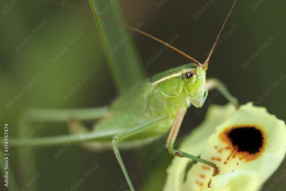 Grasshopper sitting on a Dietes flower bud Grasshopper sitting on a Dietes flower bud