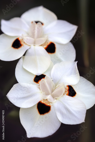 Fototapeta Naklejka Na Ścianę i Meble -  African Iris Dietes Bicolor flower in full bloom