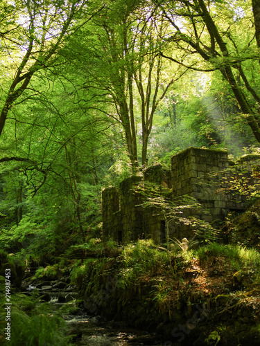 Kennel Vale, Ponsanooth, Cornwall. A natural, woodland walk, surrounded with trees and waterfalls