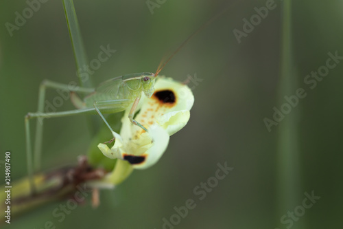 Grasshopper sitting on a Dietes flower bud photo