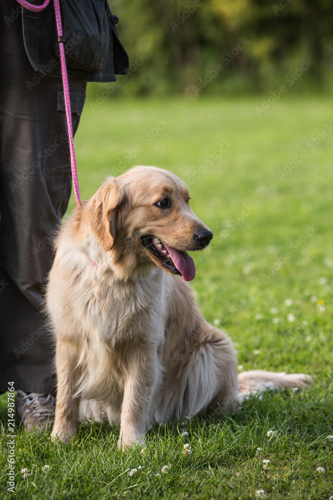 Portrait of a golden retrievers dog living in Belgium
