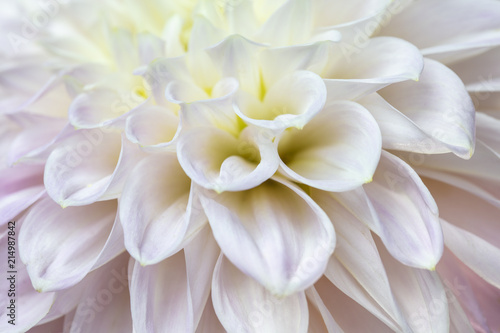 Close up of a white and pink Dahlia flower © Malisa Nicolau
