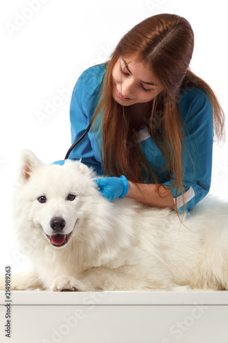 Veterinarian with dog, on table in vet clinic, animal doctor. Medicine and health care concept. Smilyng Samoyed Laika dog. © Mike Orlov