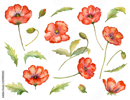 Set of paint  floral elements  watercolor  flowers and leaves