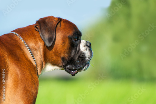 Deutscher Boxer im Profil