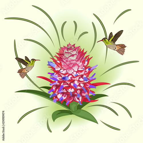 Flowering pineapple and hummingbirds