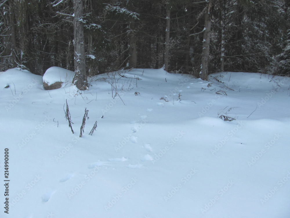 Fototapeta premium Winter forest and traces of animals