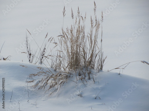 Wallpaper Mural Reed in the snow Torontodigital.ca