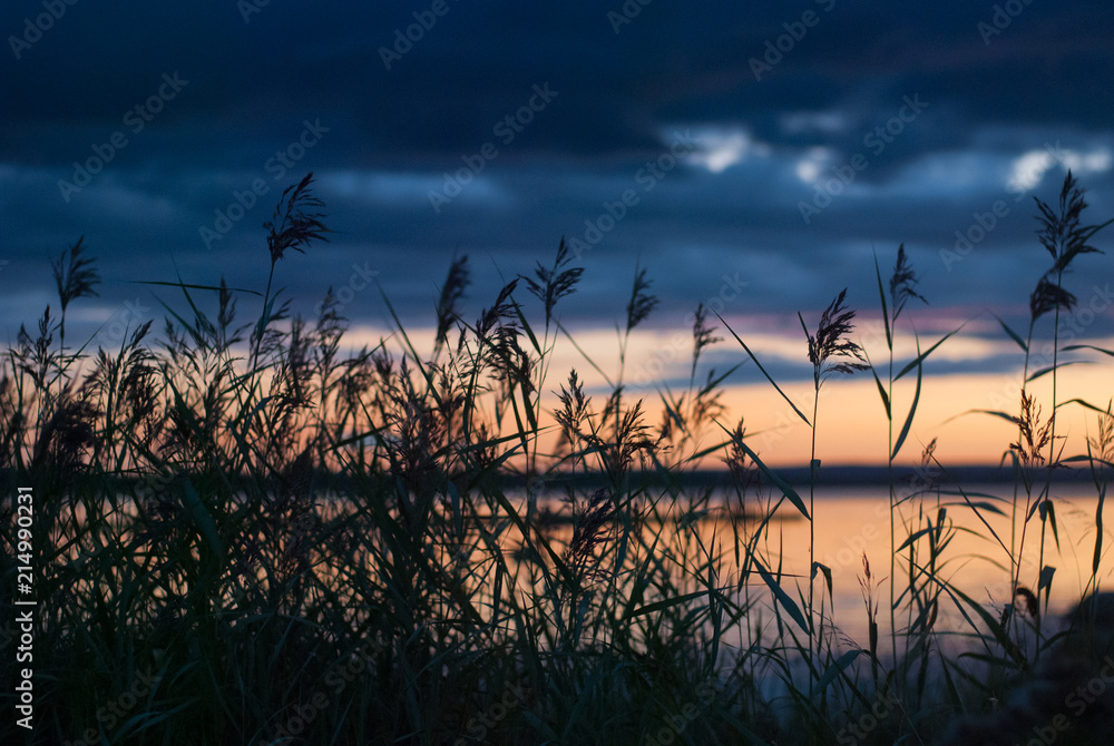 Obraz premium Reed on the lake at dawn