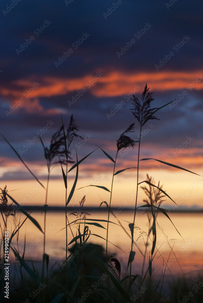 Fototapeta premium Reed on the lake at dawn