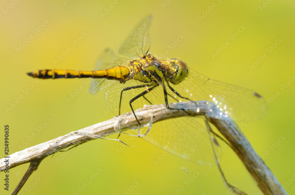 Fototapeta premium Dragonfly sitting on the stem of the plant.