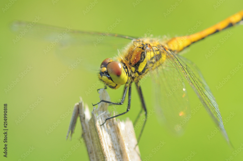 Dragonfly sitting on the stem of the plant. Dragonfly sitting on the stem of the plant.