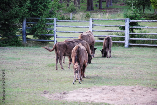 Wisent, Bison