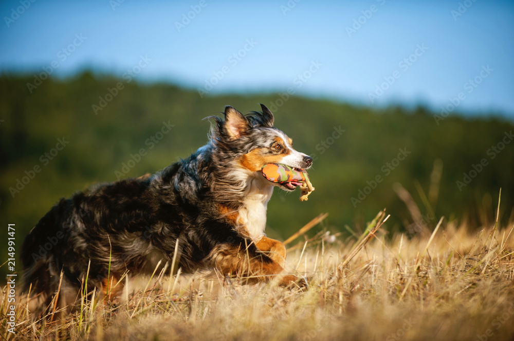 Rennender Australian Shepherd apportiert Dummy Rennender Australian Shepherd apportiert Dummy