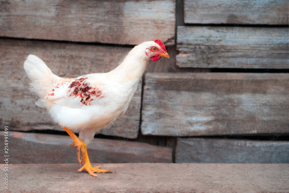 Domestic farm white loose chicken walks in a village in a cattle yard against the background of a wooden fence