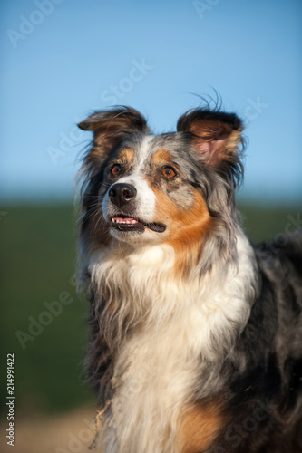 Australian Shepherd