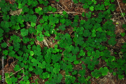 Klee, shamrocks