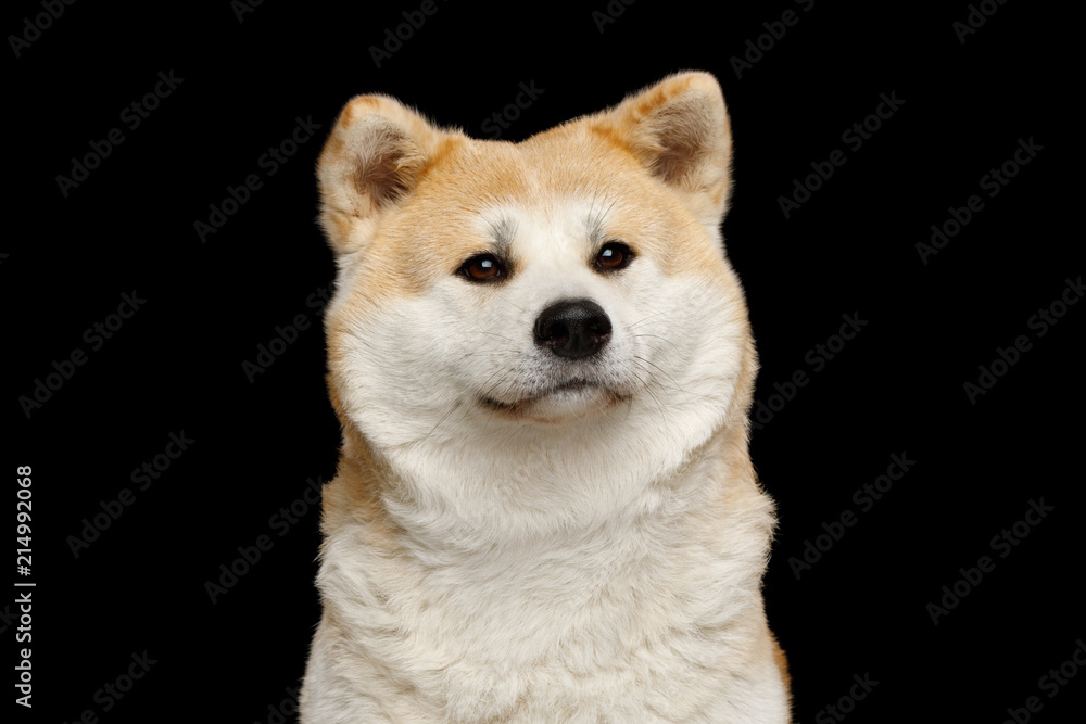 Portrait of Cuddly Akita Inu Dog Cute looking on Isolated Black Background, front view