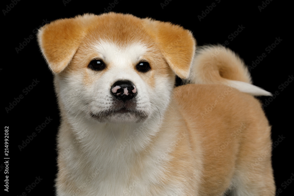 Close-up Young Akita Inu Puppy on Isolated Black Background, front view