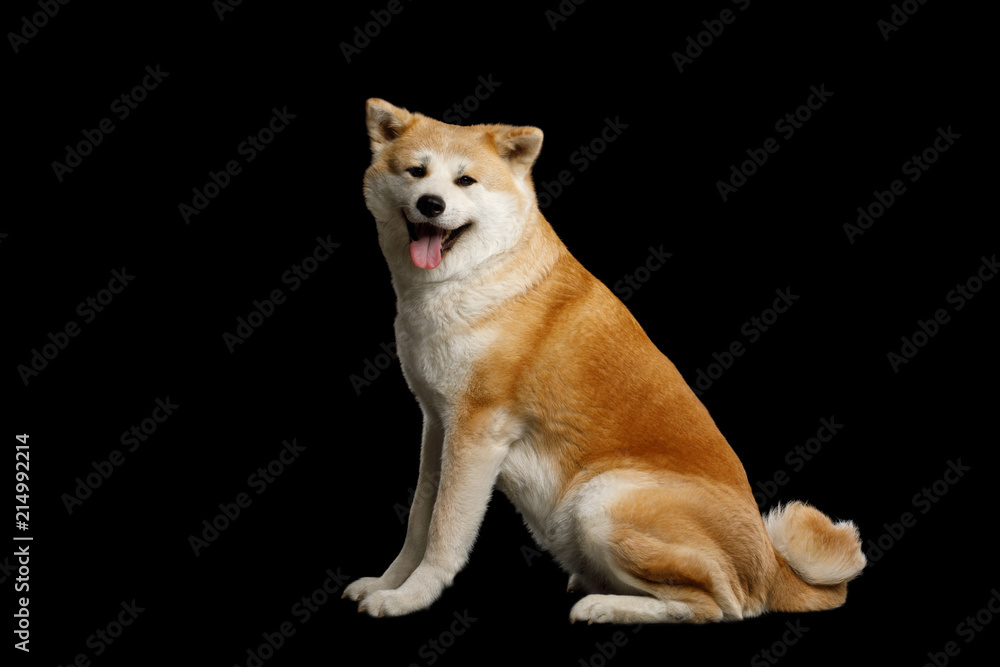 Cute Akita Inu Dog Sitting and smiling on Isolated Black Background, side view Cute Akita Inu Dog Sitting and smiling on Isolated Black Background, side view