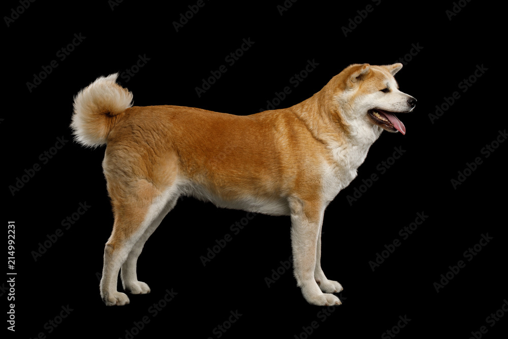 Akita Inu Dog Standing on Isolated Black Background, side view