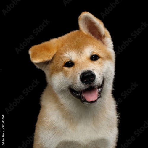Fototapeta Naklejka Na Ścianę i Meble -  Portrait of Cute Akita Inu Puppy Happy Smiling with funny ears on Isolated Black Background, front view