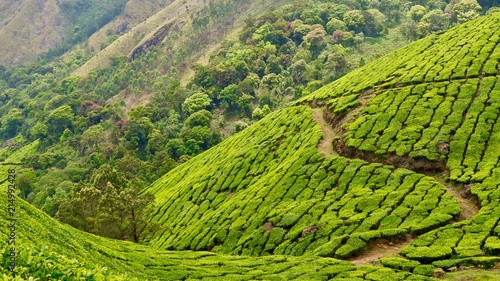 Tea estate, patterned and curvy lines, mountain, trees