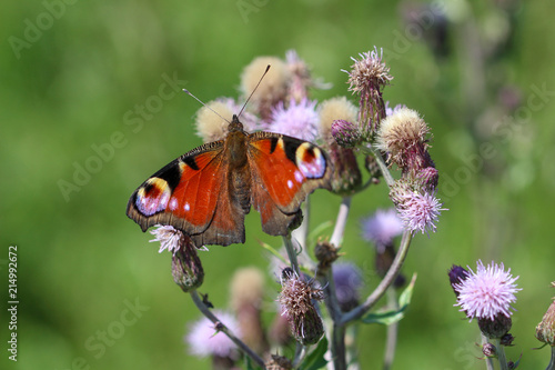 butterfly peacock on a thistle