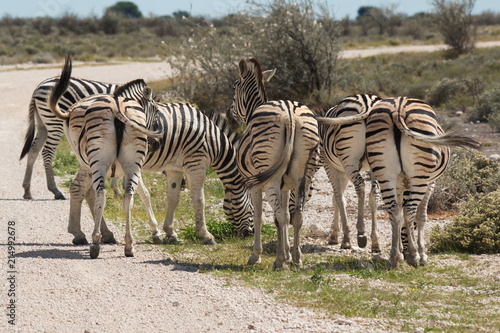 Group of zebras from behind in Etosha National Park in Namibia in Africa  