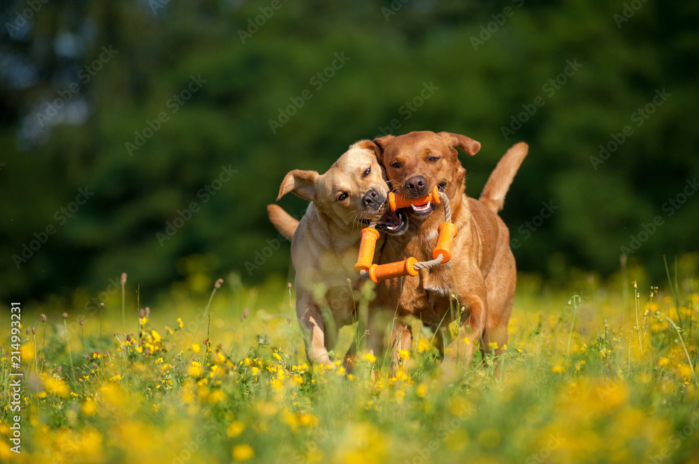 Zwei Labradore spielen in einer Blumenwiese - obrazy, fototapety, plakaty 