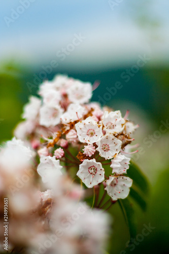 Fototapeta Naklejka Na Ścianę i Meble -  Mountain Laurel in Bloom, Close Up, Selective Focus