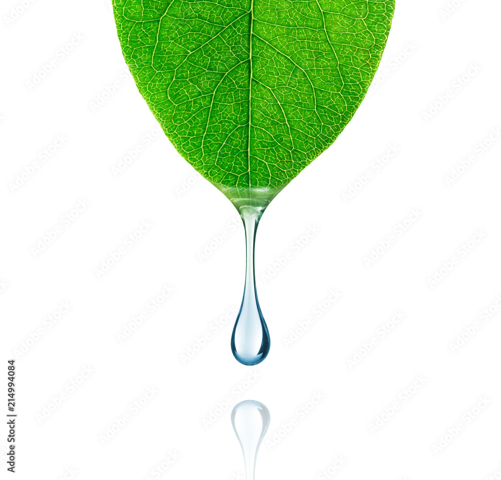 Drop of water drips from a leaf close-up on white background - obrazy, fototapety, plakaty 