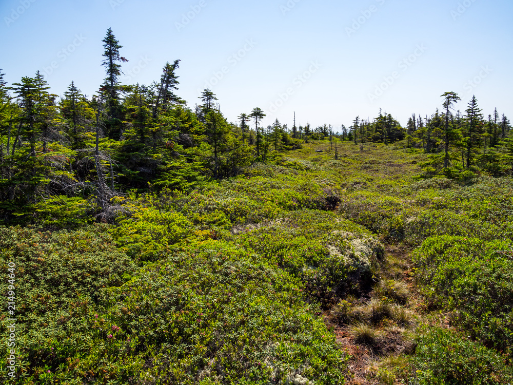 Obraz premium Mountain Summit Vista, Dense Forest, Mahoosuc Range, Maine