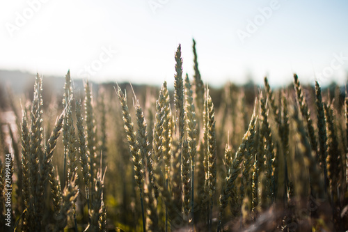 Cornfield in the countryside against bright sky with the sun and sun flare and bloom in warm colors and wind through the wheat and a field for growing crops.