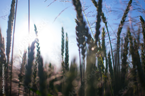 Cornfield in the countryside against bright sky with the sun and sun flare and bloom in warm colors and wind through the wheat and a field for growing crops.