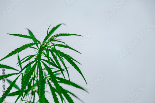 Hemp on white background