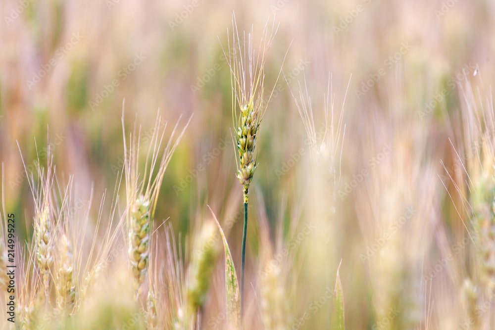 Yellow ears of barley closeup