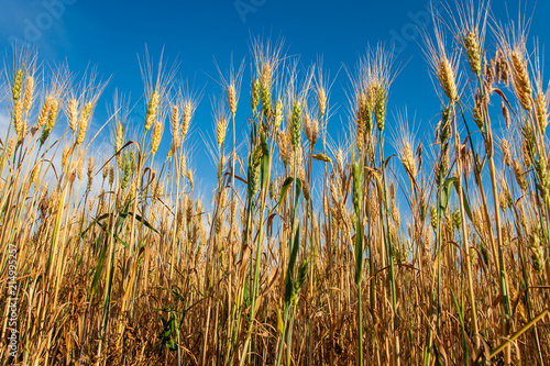 Golden colour wheat field against blue sky