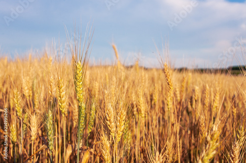 Summer Landscape with Wheat Field and sky